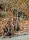 Monkeys nearly entrance to Khao Luang cave Royalty Free Stock Photo