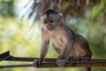 Monkeys are one of the main attractions in Puerto Misahualli Ecu Royalty Free Stock Photo