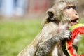 Monkeys at Phra Prang Sam Yot, Lop Buri Province, Thailand Royalty Free Stock Photo