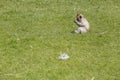 Monkeys at Phra Prang Sam Yot, Lop Buri Province, Thailand Royalty Free Stock Photo