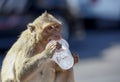 Monkeys at Phra Prang Sam Yot, Lop Buri Province, Thailand Royalty Free Stock Photo