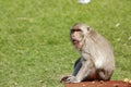 Monkeys at Phra Prang Sam Yot, Lop Buri Province, Thailand Royalty Free Stock Photo