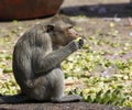 Monkeys at Phra Prang Sam Yot, Lop Buri Province, Thailand Royalty Free Stock Photo