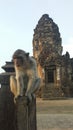 Monkeys at Phra Prang Sam Yot Temple in Lopburi, Thailand.