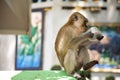 Monkeys playing and eating in Wat Tham Sua in Krabi, Thailand Royalty Free Stock Photo