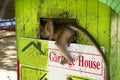 Monkeys playing and eating food on trash bin in area Royalty Free Stock Photo