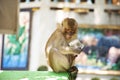 Monkeys playing and eating in Wat Tham Sua in Krabi, Thailand Royalty Free Stock Photo