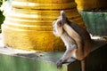 Monkeys playing and eating in Wat Tham Sua in Krabi, Thailand Royalty Free Stock Photo