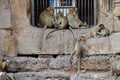Monkeys playing at Phra Prang Samyod