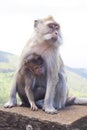 Monkeys playing in the temple in Mauritius Royalty Free Stock Photo