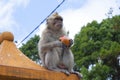 Monkeys playing in the temple in Mauritius Royalty Free Stock Photo