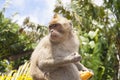 Monkeys playing in the temple in Mauritius Royalty Free Stock Photo