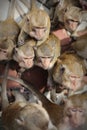 Monkeys portrait, eating bananas