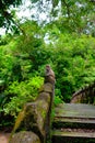 Monkeys roaming the forest in captivity - stock photo Royalty Free Stock Photo