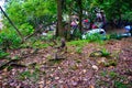 Monkeys roaming the forest in captivity - stock photo Royalty Free Stock Photo