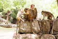 Monkeys on the rocks in the rainforest, Some long tailed monkeys at Sri Lanka, herd group of primates