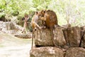 Monkeys on the rocks in the rainforest, Some long tailed monkeys at Sri Lanka, herd group of primates