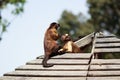 Monkeys on the roof Royalty Free Stock Photo