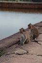 Monkeys in ruins of Angkor Wat, Cambodia