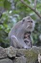 Monkeys in the Sacred Monkey forest Ubud Bali Royalty Free Stock Photo