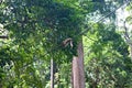 Monkeys in Sepilok nature reserve in Sabah, Borneo, Malaysia