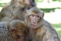 Monkeys / Singes Royalty Free Stock Photo