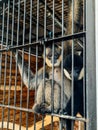 Two monkeys sit in a cage in captivity zoo Royalty Free Stock Photo