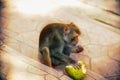 The monkeys sits and eating coconut fruit Royalty Free Stock Photo