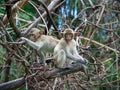 Monkeys sits on the tree