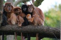 Monkeys sitting on a branch