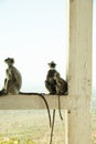 Monkeys sitting on a fence in a park, Sri Lanka. Royalty Free Stock Photo