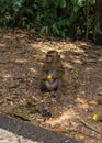 Sitting monkey eating banana