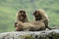 Monkeys sitting on roadside wall in Varandha ghat, Pune Royalty Free Stock Photo