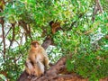 Monkeys sitting on a tree, Ouzoud waterfall, Morocco. With selective focus Royalty Free Stock Photo
