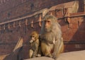 Monkeys sitting