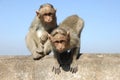 Monkeys sitting on a wall Royalty Free Stock Photo