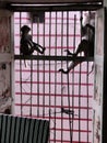 Monkeys sitting on a windows for food and very calm and relaxed