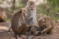 Monkeys social grooming