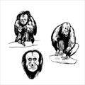 Monkeys of South America. Sketch illustration