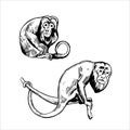 Monkeys of South America. Sketch illustration