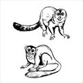 Monkeys of South America. Sketch illustration