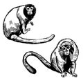 Monkeys of South America. Sketch illustration