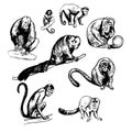 Monkeys of South America. Sketch illustration