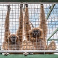 Monkeys staying in the cage. Animal rights concept Royalty Free Stock Photo