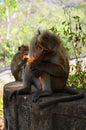 Monkeys with Stolen Ice Cream, Dambulla, Sri Lanka, Asia Royalty Free Stock Photo