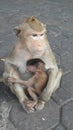 Monkeys on Street in Lopburi, Thailand.