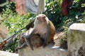 Monkeys in Swayambhunath, Nepal