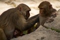 Monkeys of Swayambunath Stupa kathmandu, Nepal