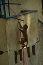 Monkeys of Swayambunath Stupa kathmandu, Nepal