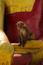 Monkeys of Swayambunath Stupa kathmandu, Nepal